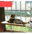 Window Mounted Cat Bed Cat Window Bed Sunny Seat