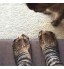 Adult Cat Paw Sock 3D Print