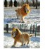 Pet Dog Costume Fancy Dress Up Wig - LION