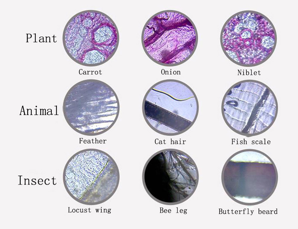 Biological Science Microscope 1200X for Kids