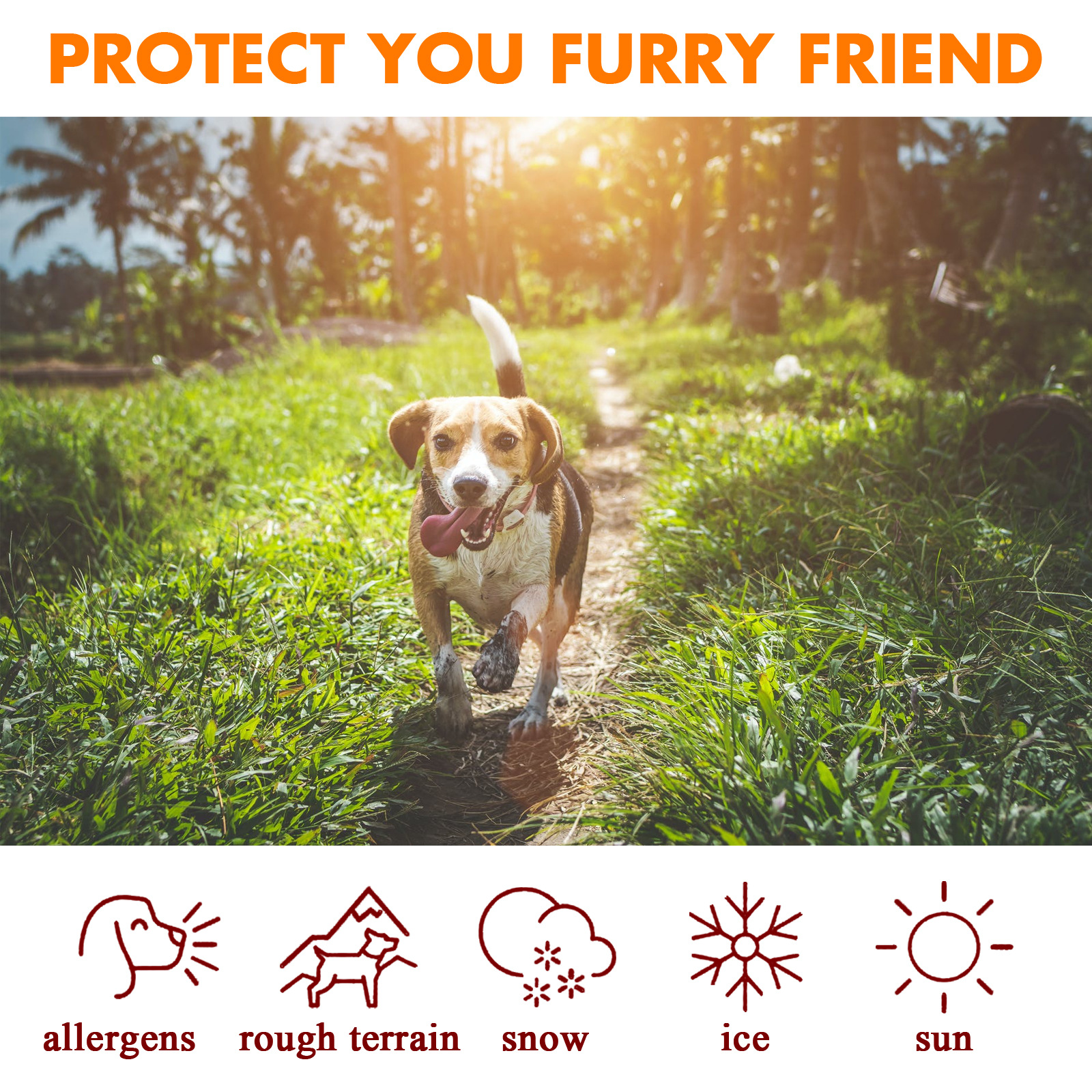 Paw Balm for Dogs and Cats