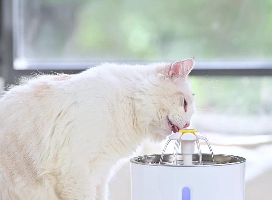 Pet Water Fountain Stainless Steel Drinking Dispenser