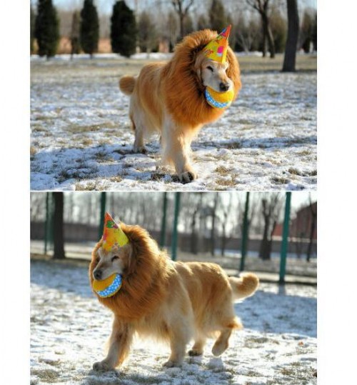 Pet Dog Costume Fancy Dress Up Wig - LION Pet Dog Costume Fancy Dress Up Wig - LION
