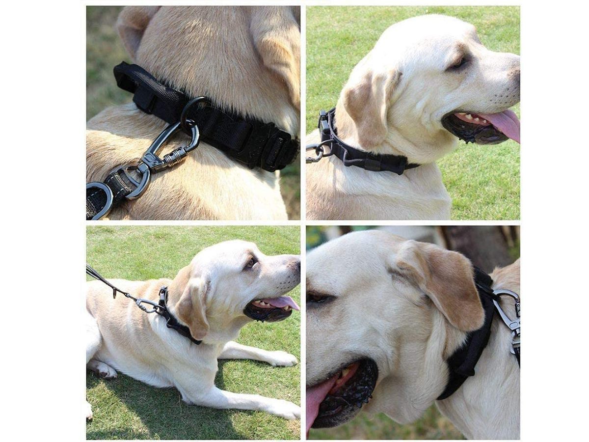 Adjustable Dog Collars XL Adjustable Dog Collars XL